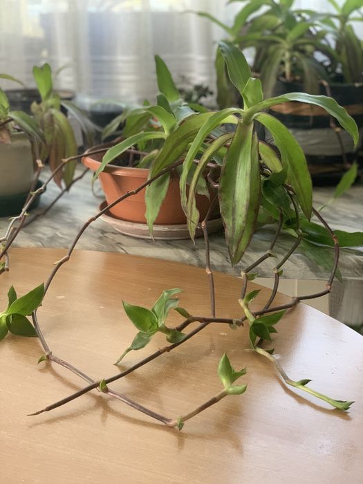 Золотой ус лечебный