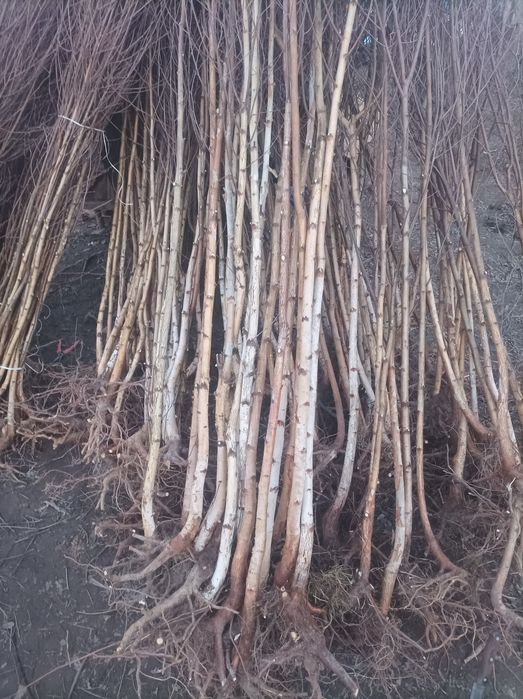 Puieți de fag carpen Paltin Pentru reîmpădurire