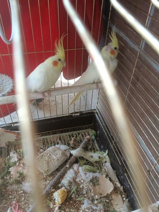 Попугай Корелла мальчик и девочка