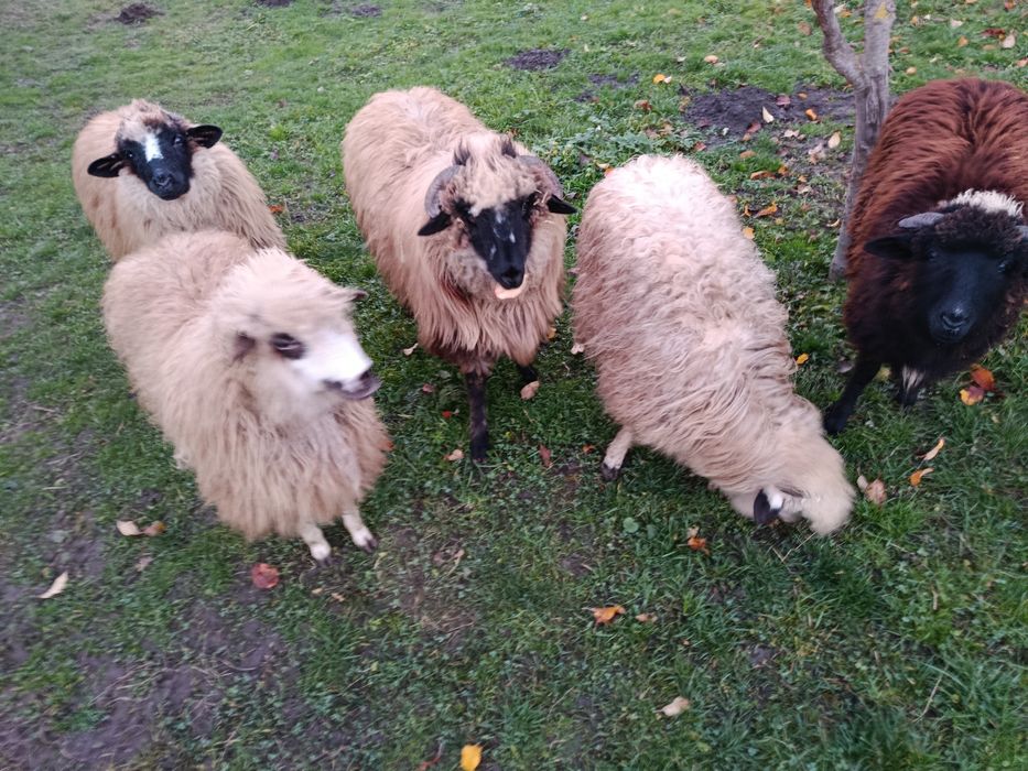 De vânzare 5 mieluțe