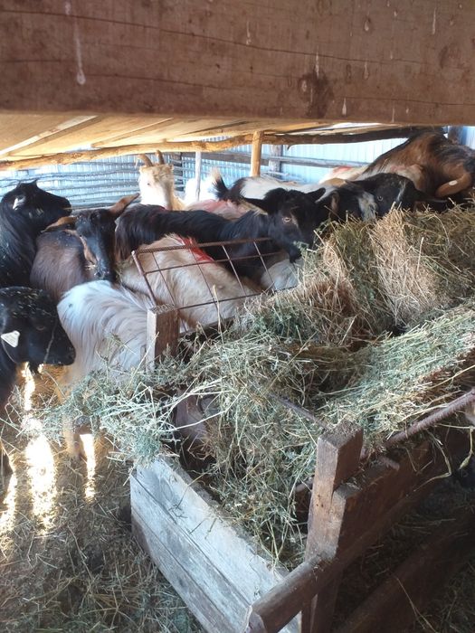 Vând s au schimb capre țapi,carlani