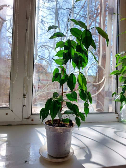 Продам фикус и лилию