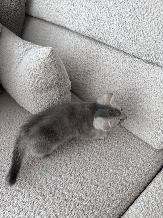 Котенок шатландский