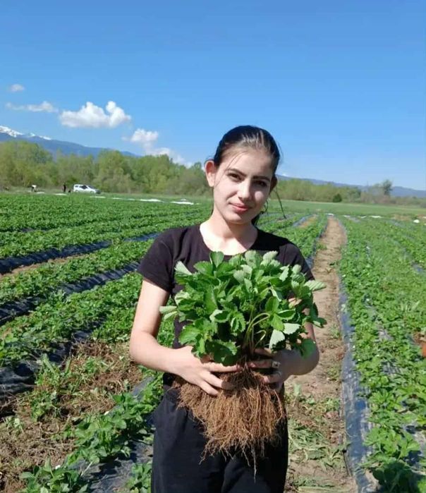 Ягоди и малини разсад