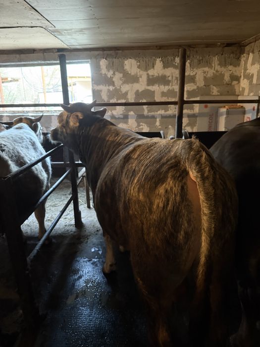 Бычки 2годавалые жирные