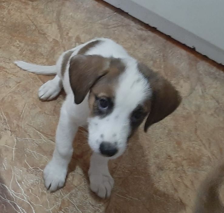 Щенки в добрые руки