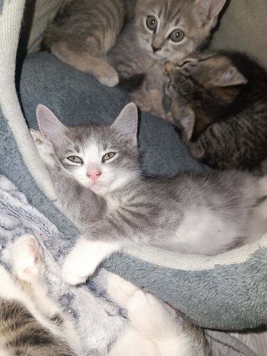 Котята 2 месяца, милые, ласковые