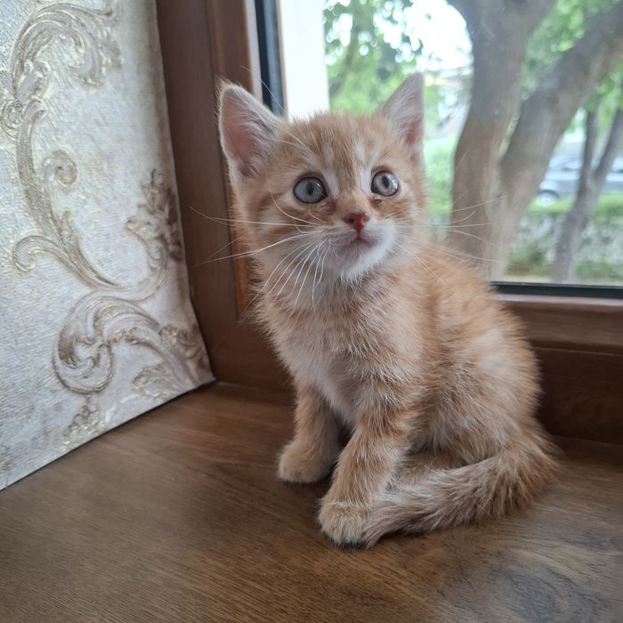 Mushukcha 1.5 oylik  uy mushugi