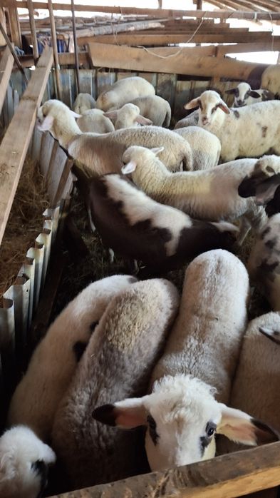 Продавам  агнета шилета овце