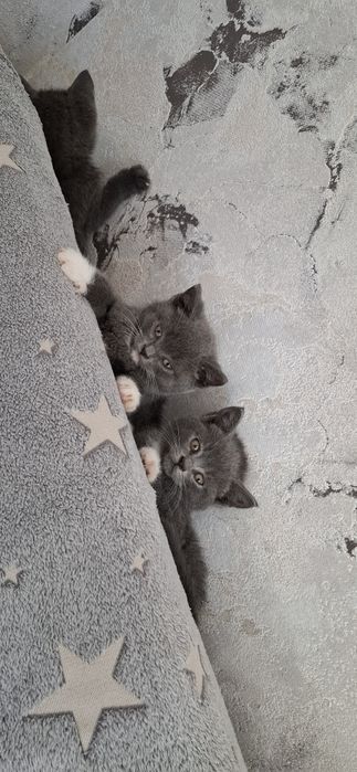 Бриташки чистокровные котята