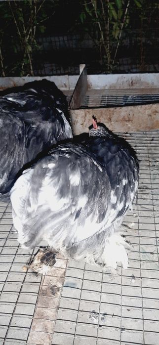 100mingdan  kelisamiz