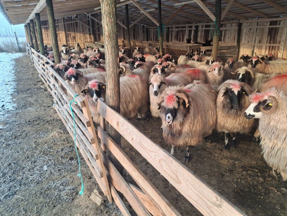 Vand 50 oi breze/miei