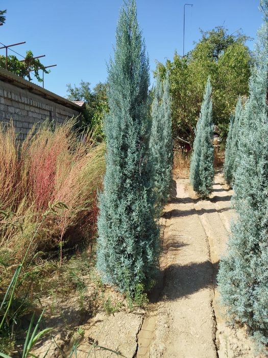 Кипарис Аризонский Италия