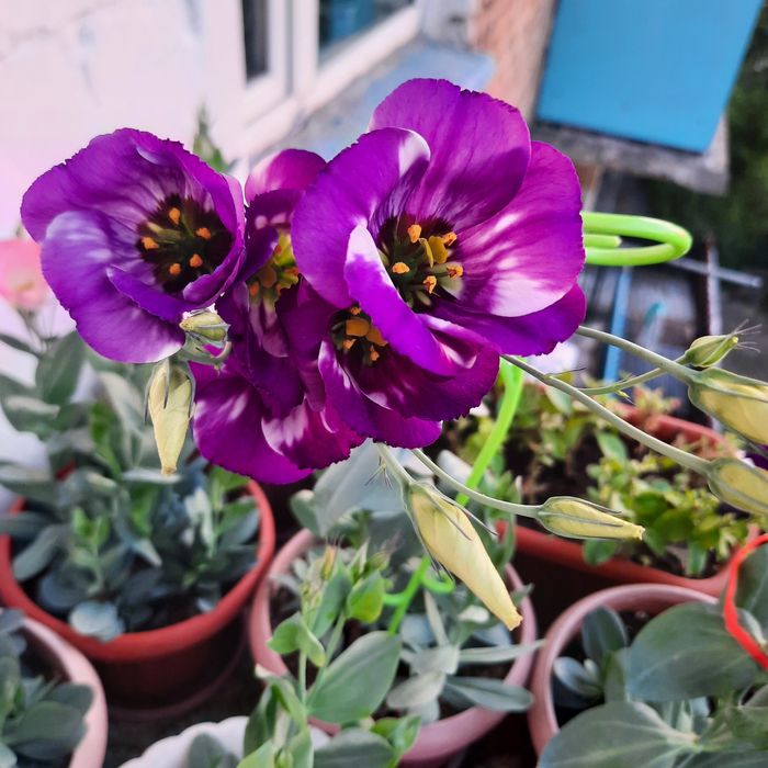 Продам смесь семян эустомы.