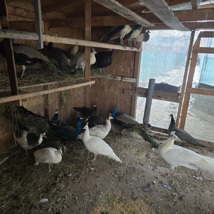 Vand pauni standard si umăr negru