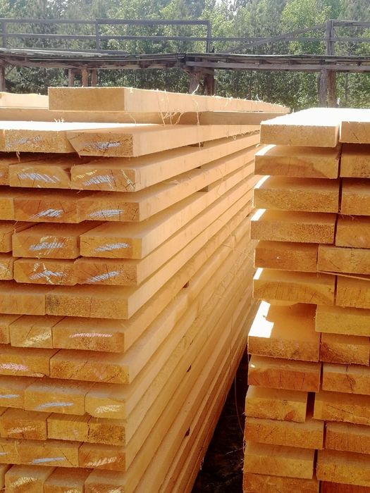 Сосна пихта 6 метров