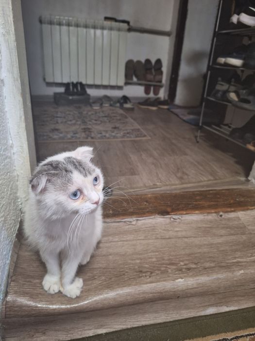 Кошка и котята отдам добрые руки