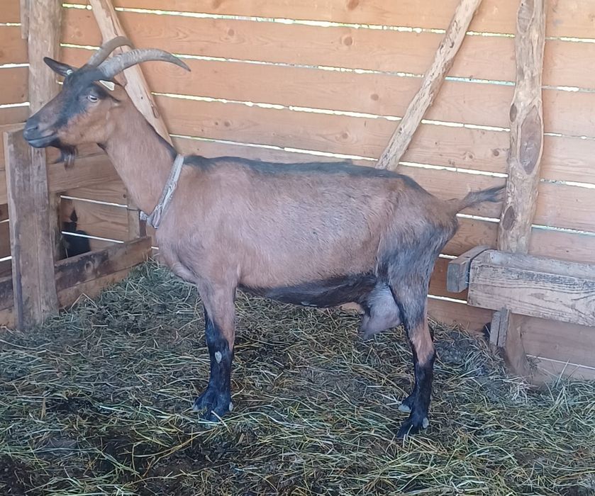 Disponibile 1 țap și două capre alpine franceze !
