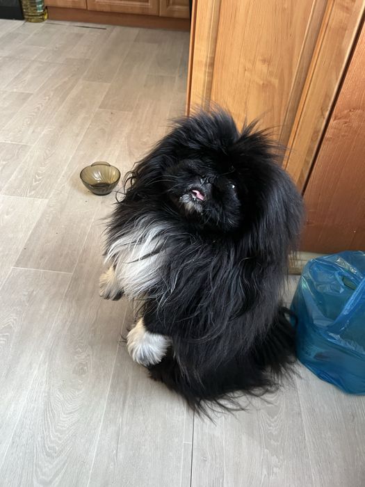 Продам щенка пекинеса