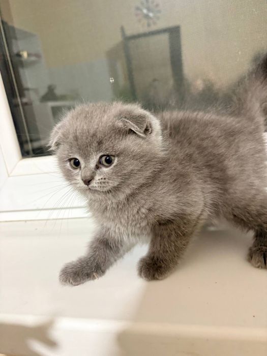 2 малчик 1 девочка