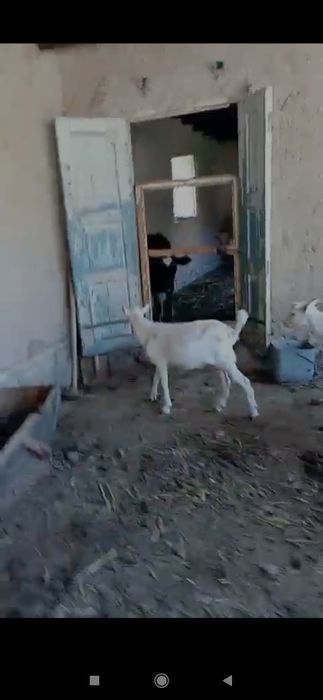 Эчки боллари сотилади ёзда тугилган 2 дона така ишлаши зўр