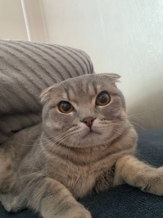 продаем вислоухого кота