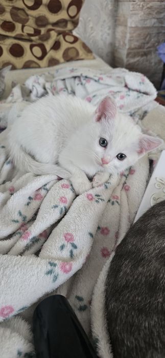 Котенок бесплатно