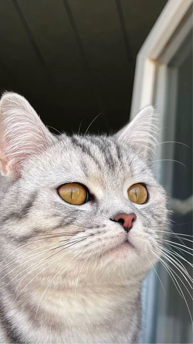 Кошка 11 мес продаю