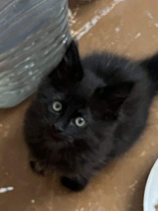 Продам котенка породы мейн кун