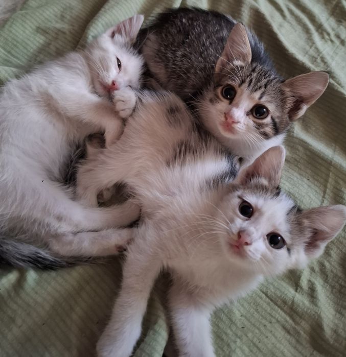 Котята ,девочки ,2 месяца .в добрые руки