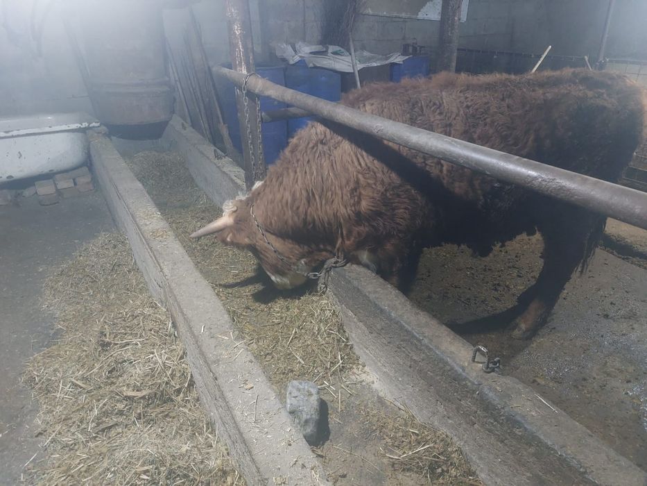 Бык на открытом  белоголовой породы