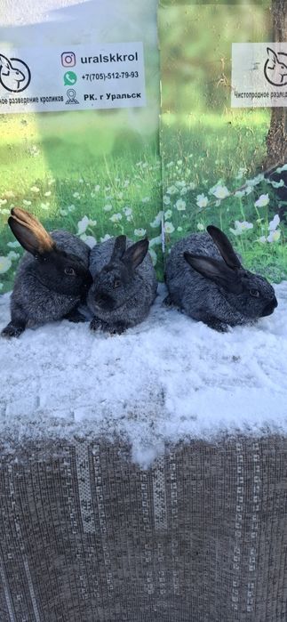 Кролики чистопородные