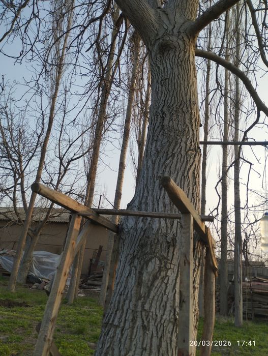 Yongʻoq daraxti sotiladi