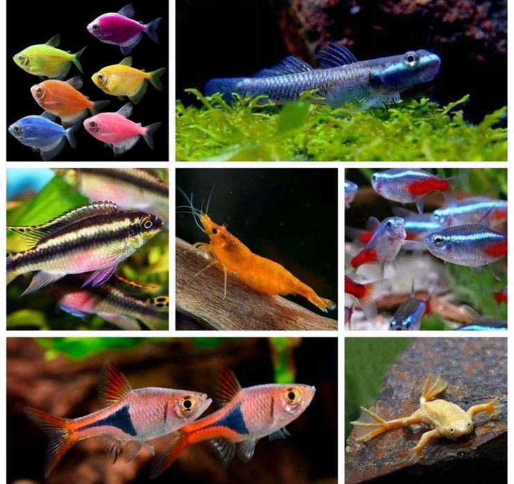 Аквариумные рыбы Akvarium Baliqlari