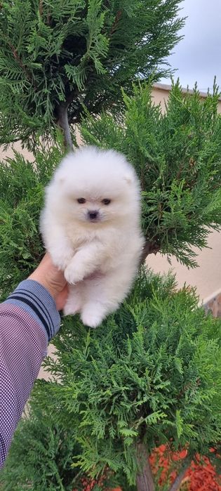 Померан мини померанче