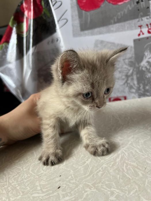 Отдам котят в добрые руки