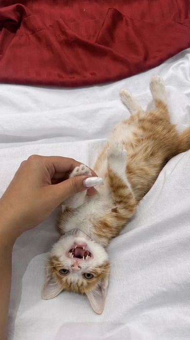 Ищем дом котенку