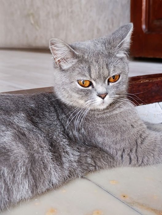 Mushuklar sotiladi Scottish fold va Scottish Strayt