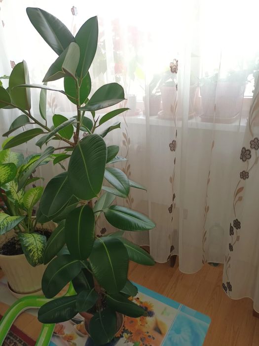 Ficus plantă ornamentală