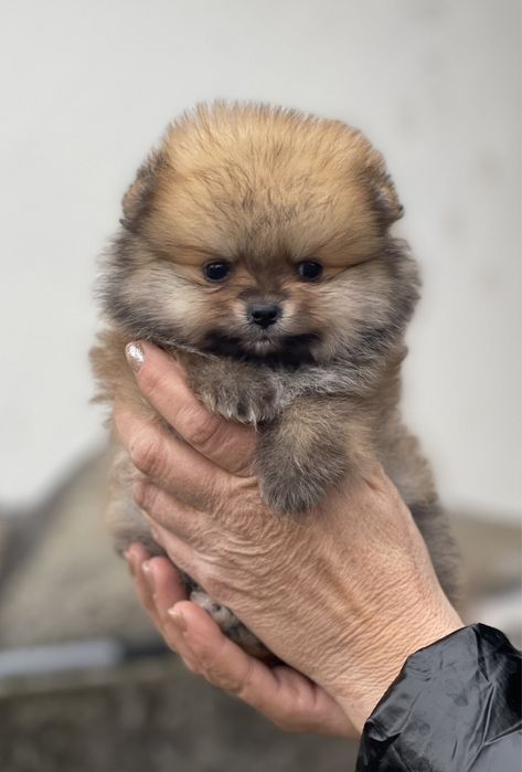 Померан мини