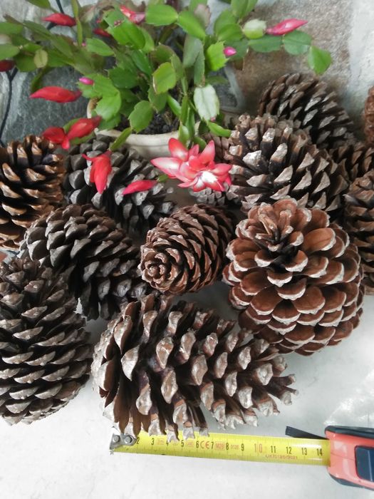 Красиви, големи   шишарки