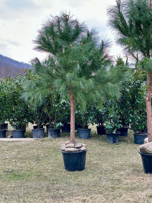 Plante de Calitate pentru Grădină – Livrare cu Flota Proprie