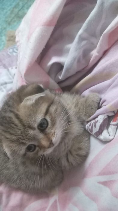Продам котят шотландская вислоухая