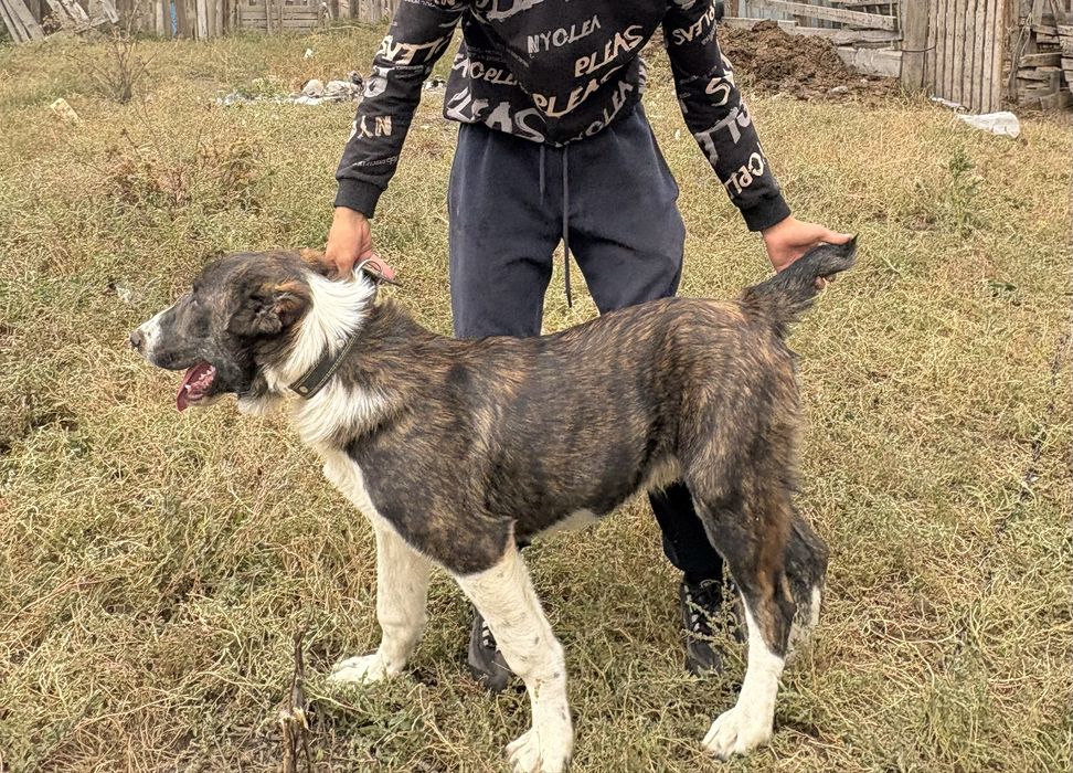 Продается щенок САО