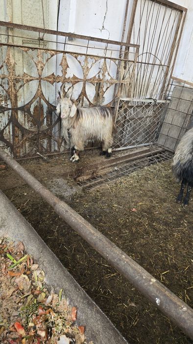 Qo'lar sotiladi.lllllll