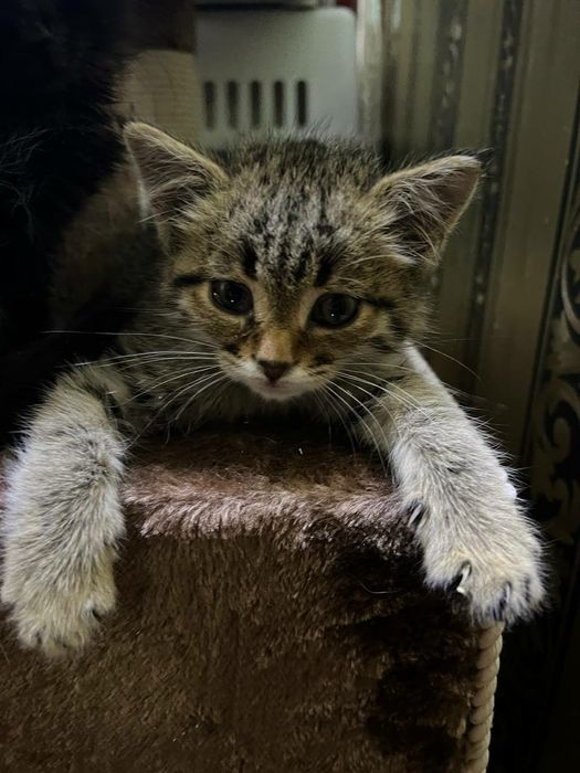 Котята в самые добрые руки