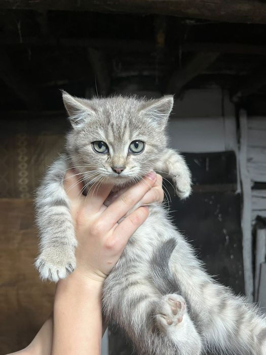 Продам котят  1,5 месяца