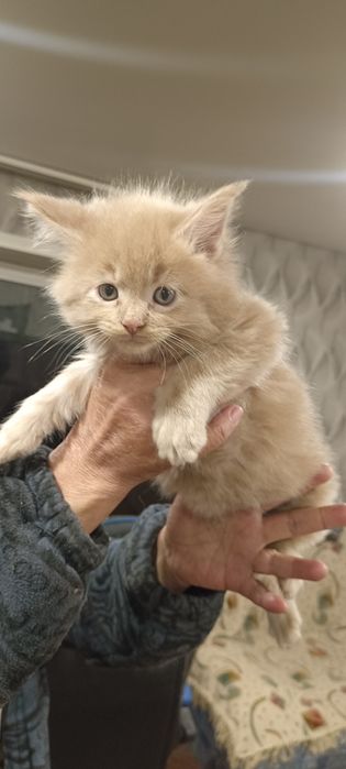 Продаются Котята Мейн куны
