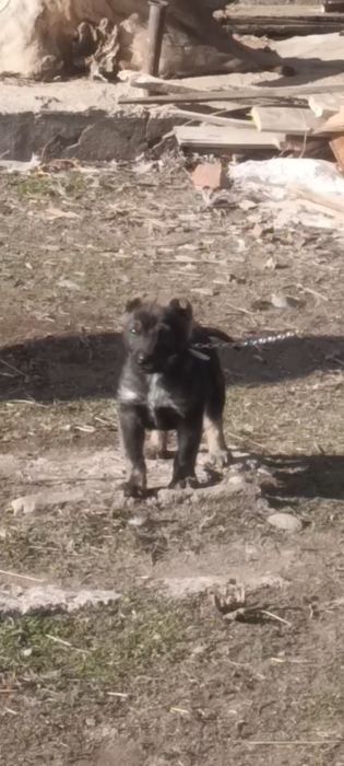 Питбуль мен алабайдан түскен