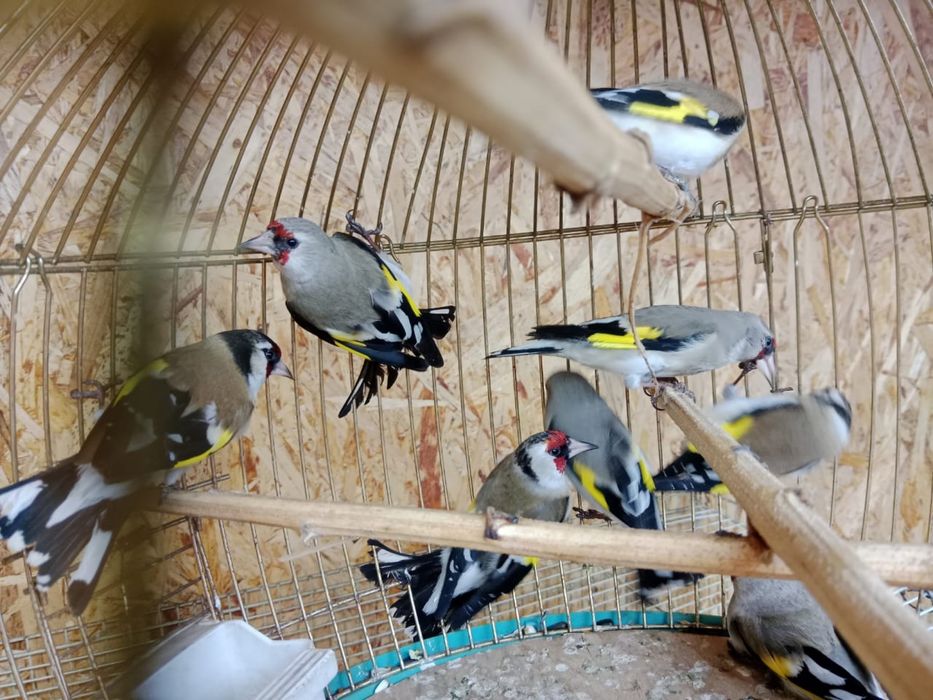 Продам   щеглов